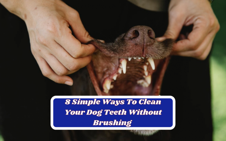 8 Simple Ways On How To Clean Your Dog’s Teeth Without Brushing (Updated July 2022)