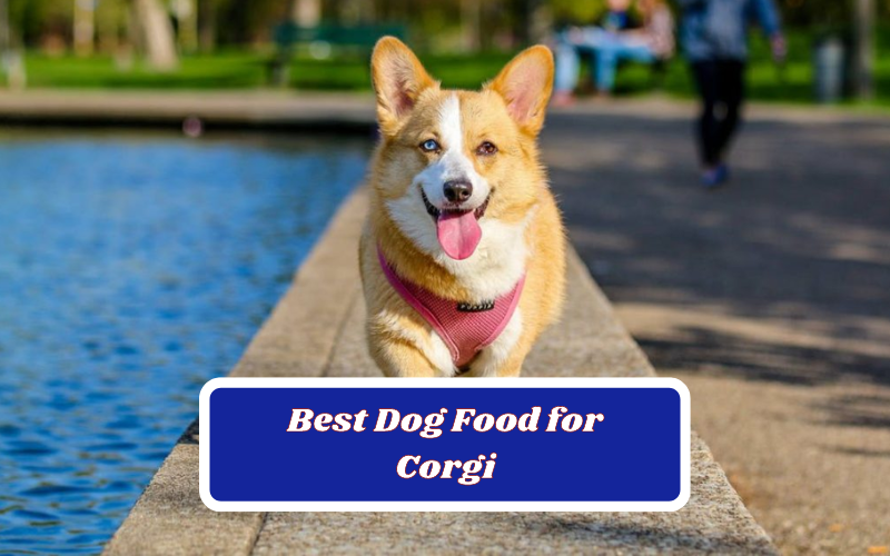 Top 7 Best Dog Food for Corgis In 2023