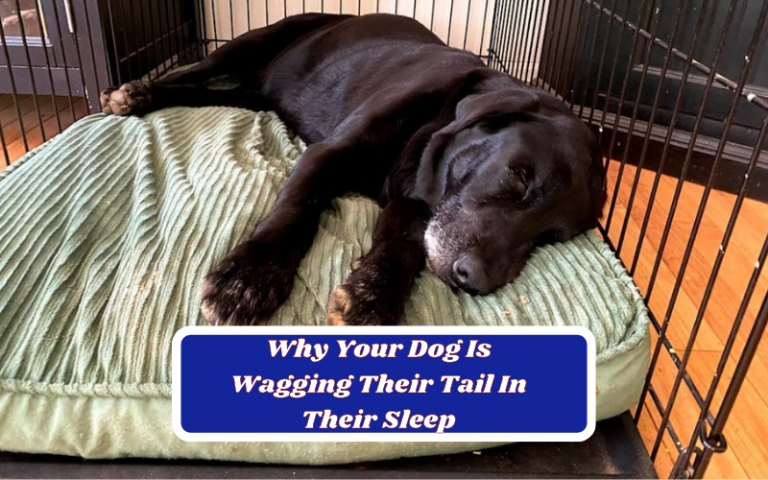 The Real Reason Why Your Dog Is Wagging Their Tail In Their Sleep