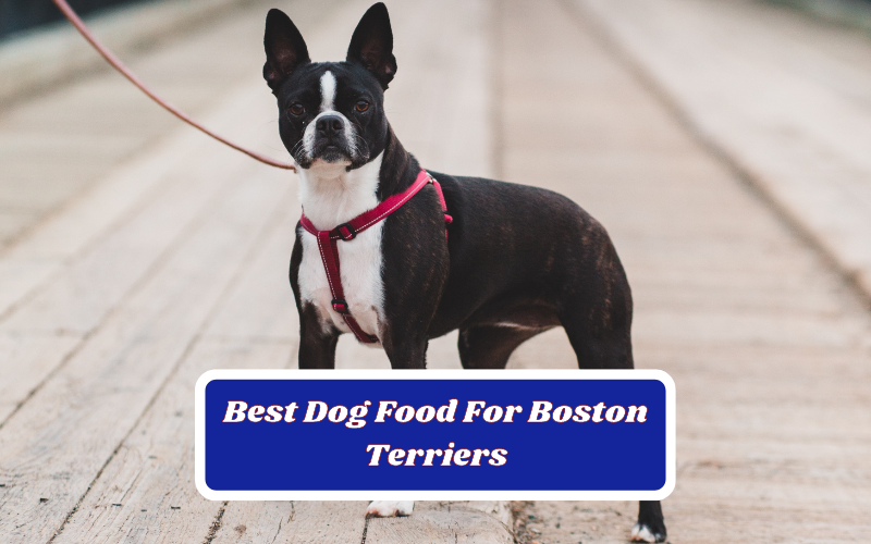 Best dog food for boston terriers