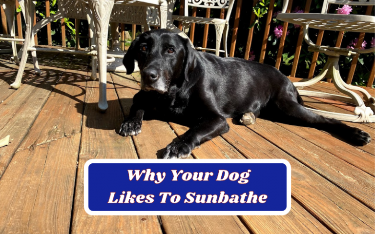 Here’s The Real Reason Why Your Dog Likes To Sunbathe 