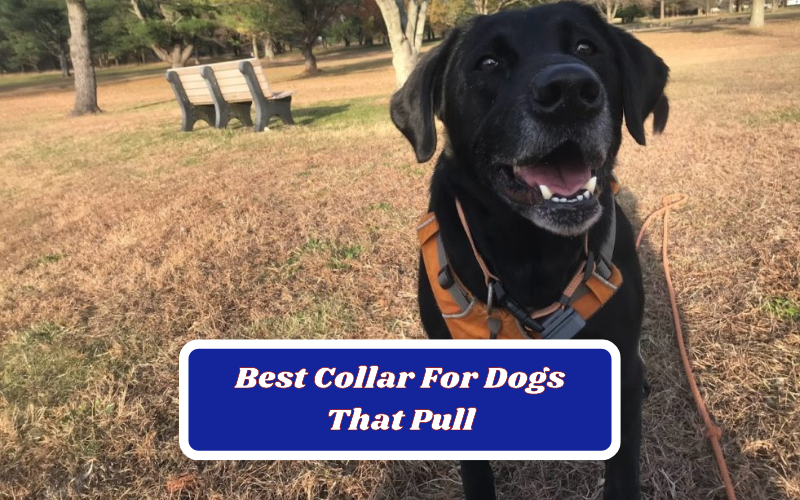 Best Collar For Dogs That Pull