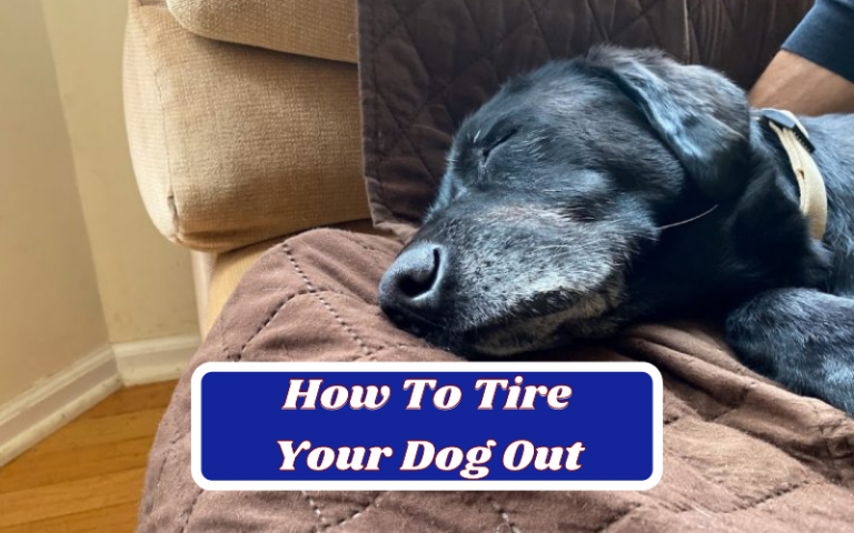 How To Tire Out A Dog Quickly – My 7 Secret Hacks To Tire Your Dog Out 