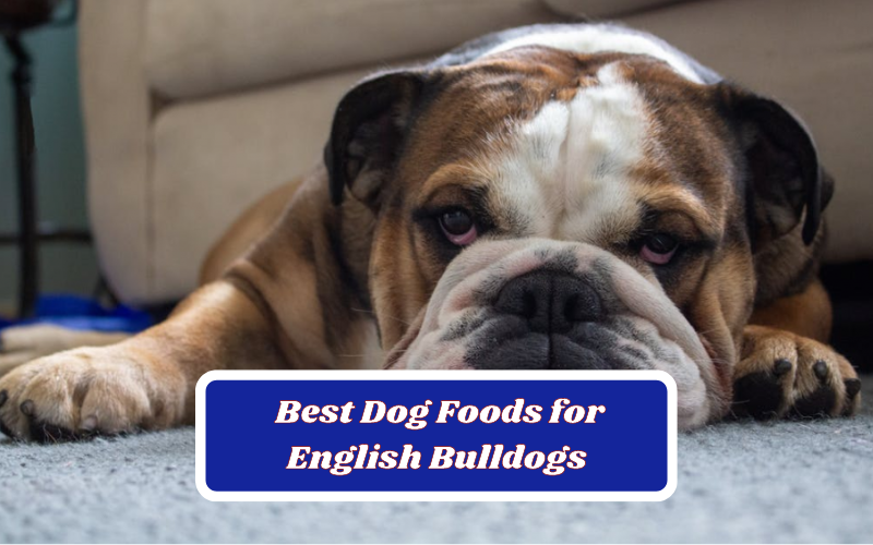 The 9 Best Dog Foods for English Bulldogs In 2023