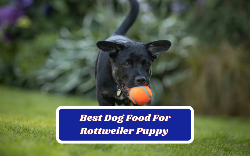 Top 8 Best Dog Food For Rottweiler Puppy For 2023