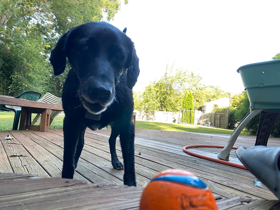 How To Tire Out A Dog Quickly My 7 Secret Hacks To Tire Your Dog Out