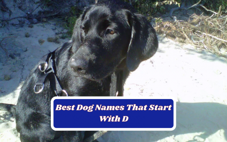 The Best Dog Names That Start With D For 2023