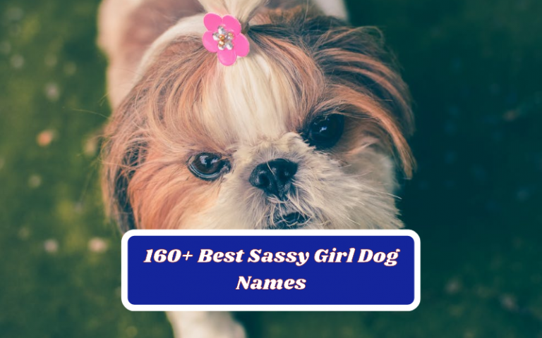 160+ Best Sassy Girl Dog Names For Your Furry Friend