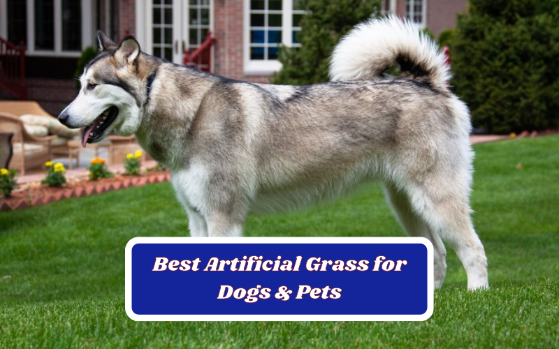 The Best Artificial Grass for Dogs & Pets: 8 Best  Choices
