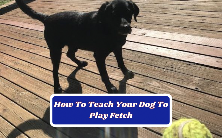 5 Steps On How To Teach Your Dog To Play Fetch
