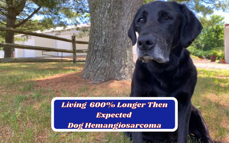 Living 600% Longer Then Expected With Dog Hemangiosarcoma