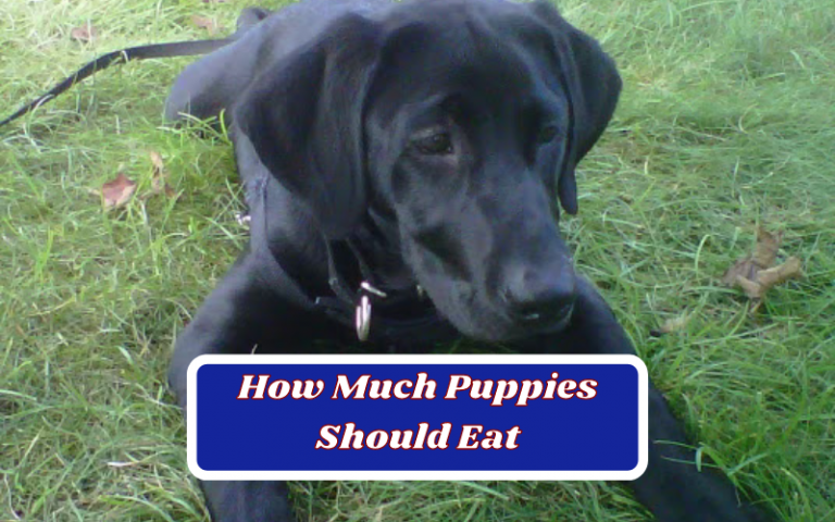 Here’s Exactly How Much Puppies Should Eat – Full Guide
