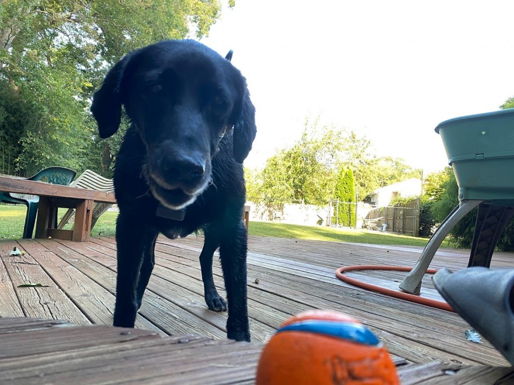 How To Teach Your Dog To Play Fetch