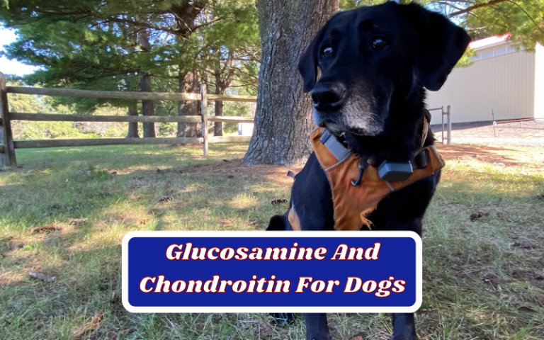 Truth About Glucosamine And Chondroitin For Dogs Revealed