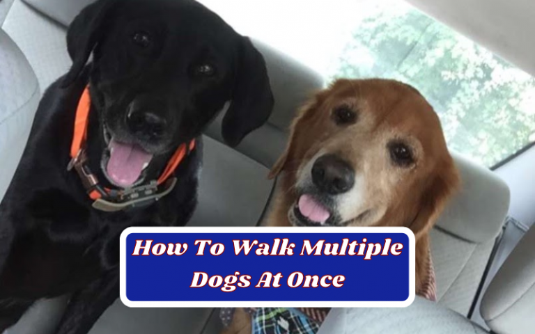 The 6 Secrets On How To Walk Multiple Dogs At Once