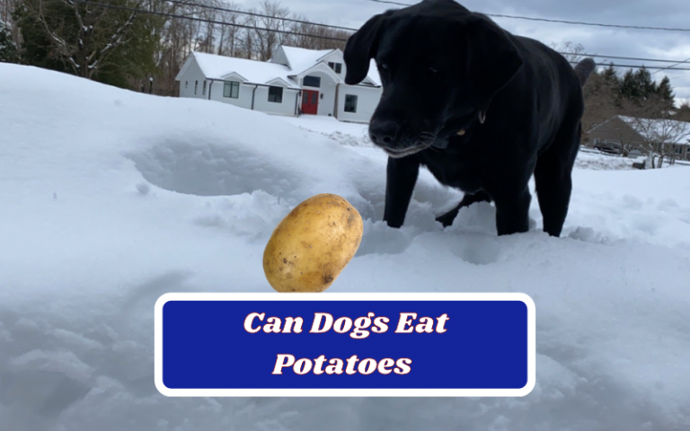 Can Dogs Eat Potatoes – Everything You Need To Know