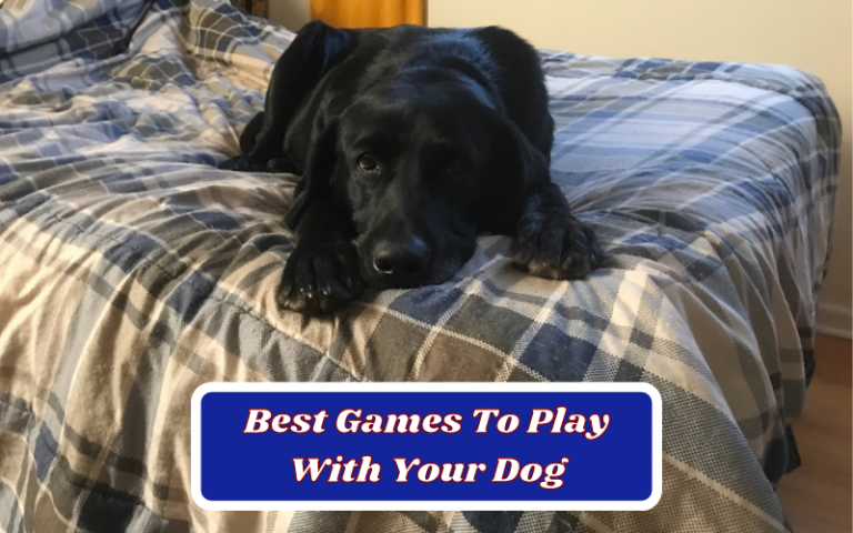 11 Best Games To Play With Your Dog – Full Guide