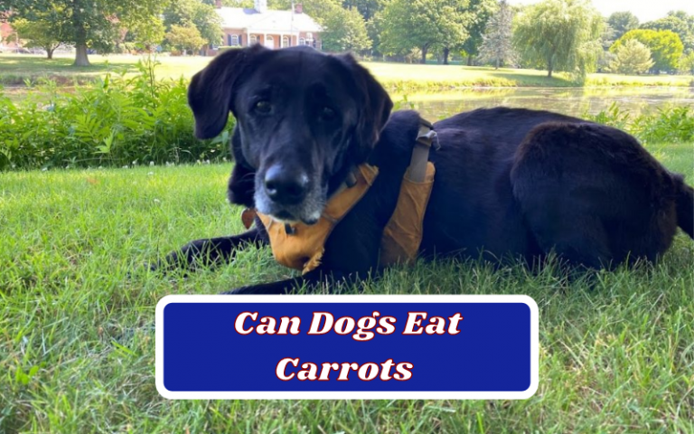 Can Dogs Eat Carrots – Reveling If Carrots Are Safe