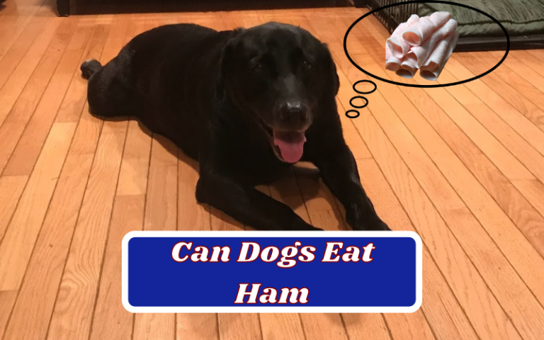Can Dogs Eat Ham? Is Ham Safe For Dogs