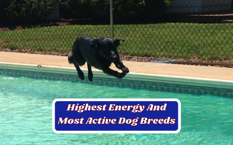 The 12 Most Active Dog Breeds – Highest Energy Dog Breeds