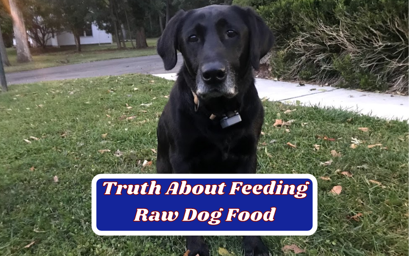 Truth On Feeding Your Dog Raw Dog Food – Can Dogs Eat Raw Food