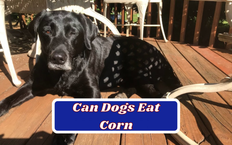 Can Dogs Eat Corn – Is It Safe To Feed Corn To My Dog