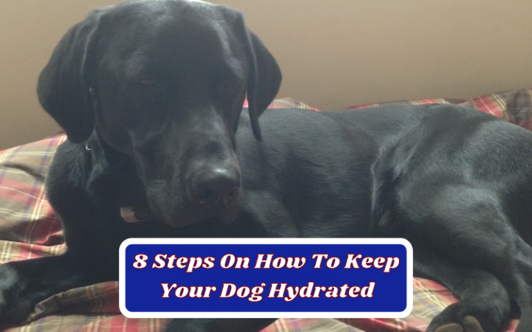 8 Steps On How To Keep Your Dog Hydrated
