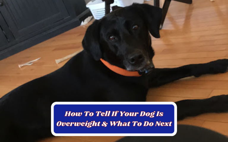 How To Tell If Your Dog Is Overweight & What To Do Next