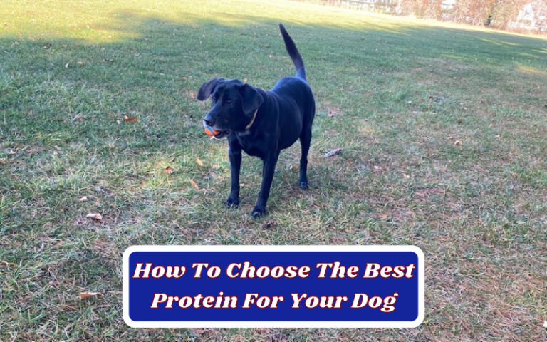 How To Choose The Best Protein For Your Dog