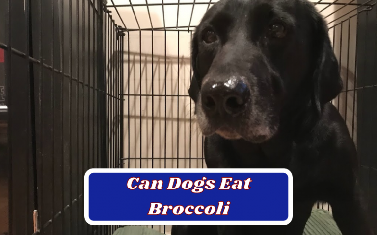 Can Dogs Eat Broccoli – Everything You Need To Know