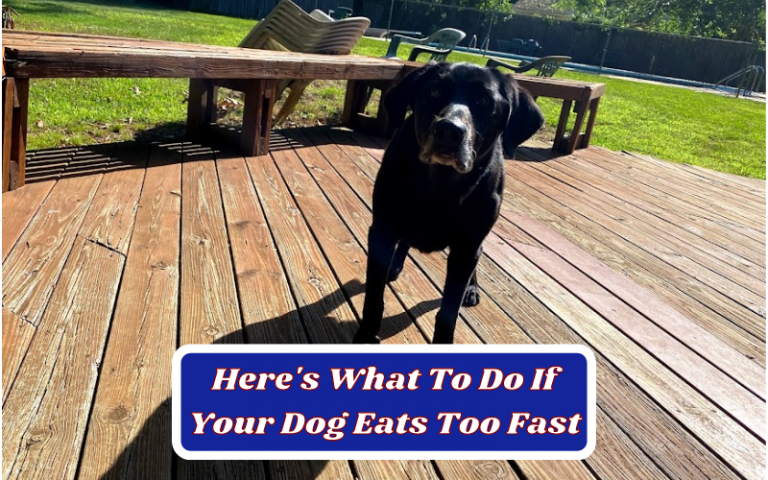 Here’s What To Do If Your Dog Eats Too Fast – Best Ways to Slow Down Fast Eaters