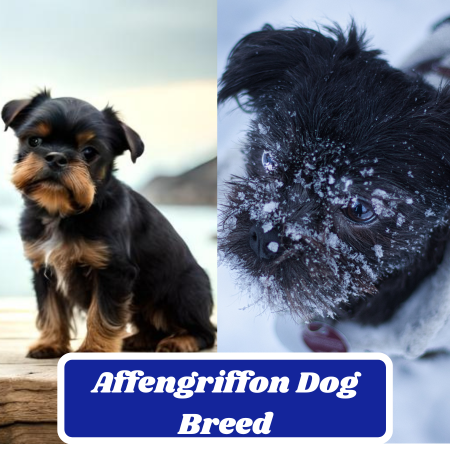 Affengriffon: The Charming Hybrid Breed with Endearing Traits