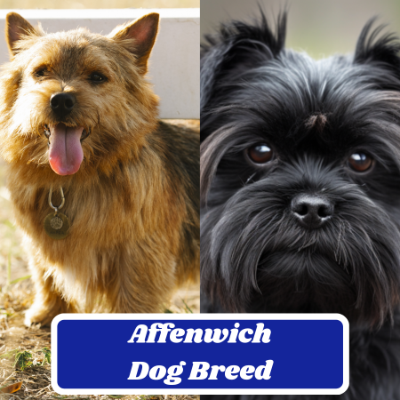 Affenwich Dog Breed: The Charismatic Crossbreed – Pictures, Characteristics, and Fascinating Facts