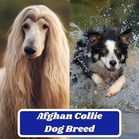Afghan Retriever Dog Breed: Facts, Information & Characteristics