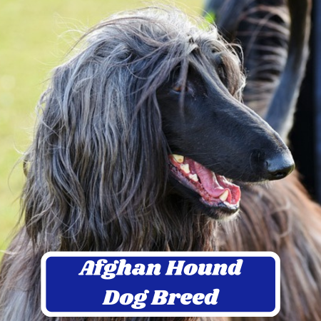 Afghan Hound