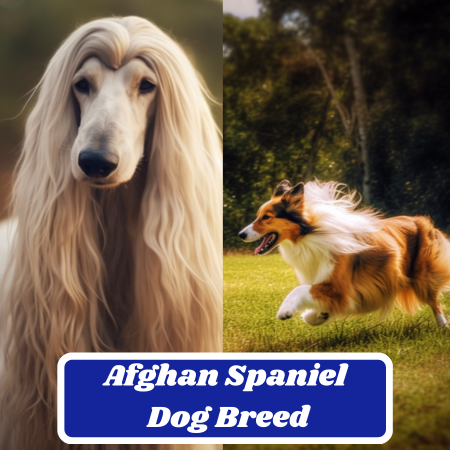 Afollie Dog Breed