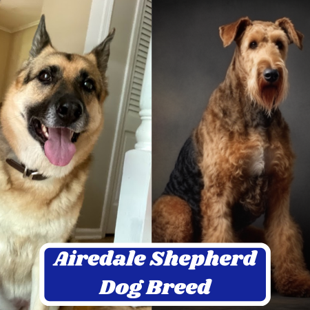 Airedale Shepherd Dog Breed: Information, Characteristics, Pictures & Facts