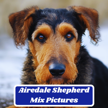 Airedale Shepherd Dog Breed 