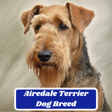 Airedale Terrier Dog Breed: Information, Characteristics, Pictures & Facts
