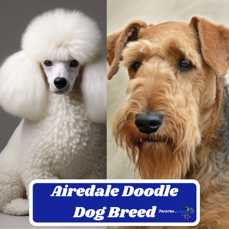 Airedoodle Dog Breed: Information, & Characteristics | The Perfect Blend of Intelligence and Charm
