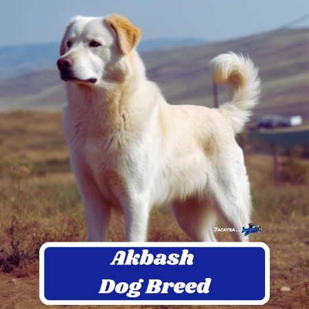 Akbash Dog Breed Characteristics, Information & Facts