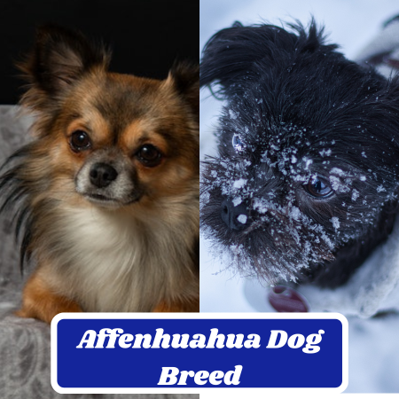 Affenhuahua Dog Breed: The Perfect Mix of Affenpinscher and Chihuahua