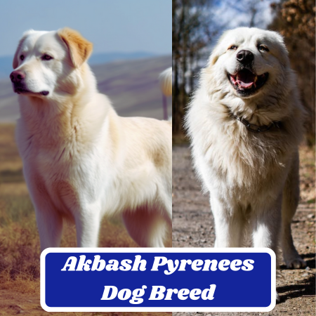 Akbash Pyrenees Dog Breed Characteristics, Information & Facts