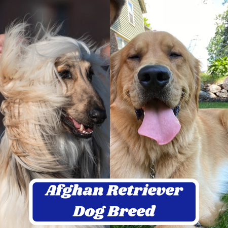 Afghan Retriever