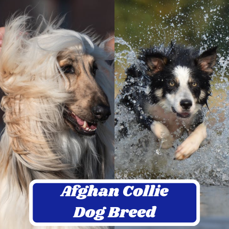 Afghan Collie Dog Breed: The Fascinating Blend