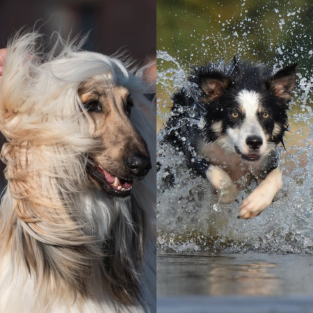 Afghan Collie Dog Breed