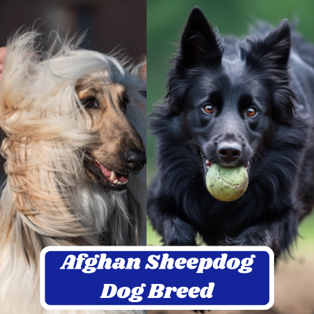 Afghan Sheepdog