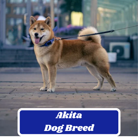 Akita Dog Breed