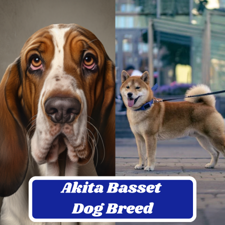 Akita Basset Dog Breed