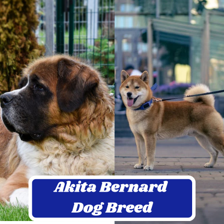 Akita Bernard Dog Breed: Information, Appearance, and Characteristics